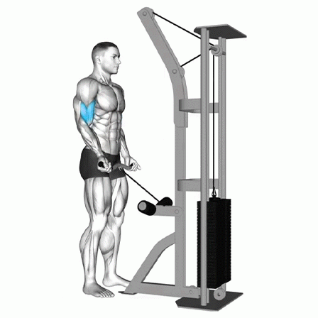 cable bicep curl, arm definition, bicep exercises, fitness, strength training