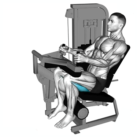seated leg curls, hamstring activation, fitness, strength training, lower body