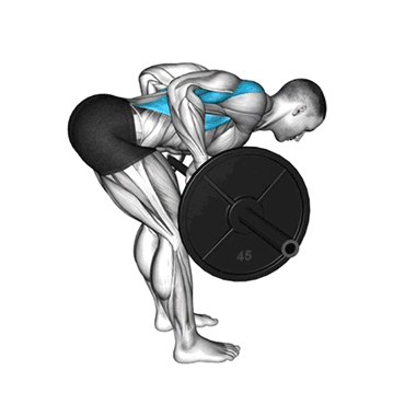 barbell bent-over row, back strength, muscle development, fitness, strength training