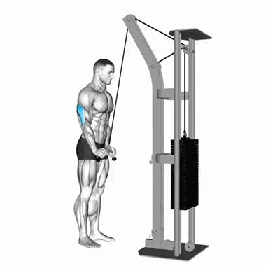cable tricep pushdown, arm strength, triceps workout, fitness, strength training