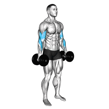 hammer curl, bicep exercises, arm strength, fitness, muscle building